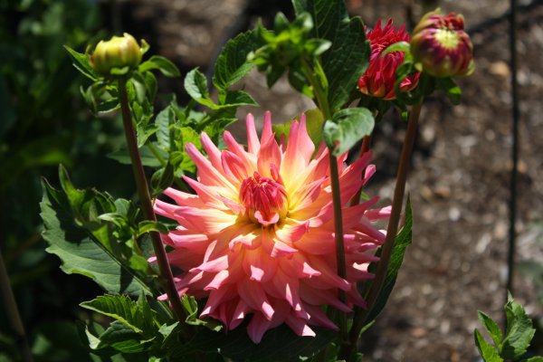 Dahlia in Bloom