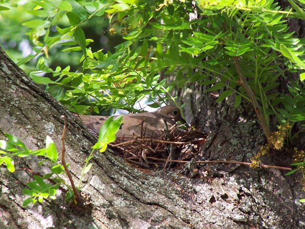 The perfect nest!
