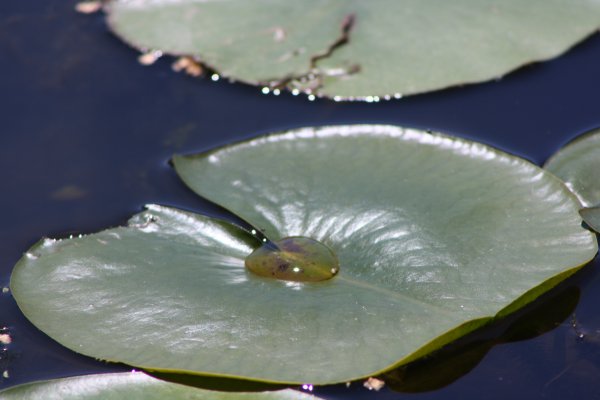Lily