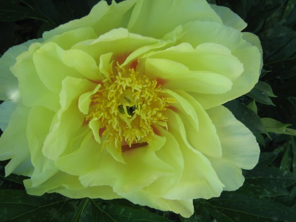 Reality O'Keeffe