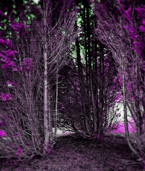 Hidden Purple