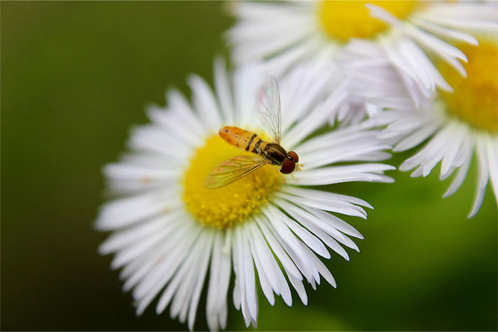 Hoverfly