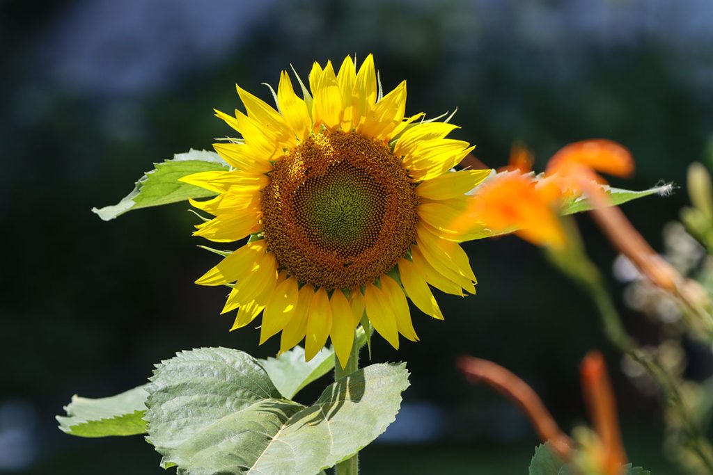 Sunflower