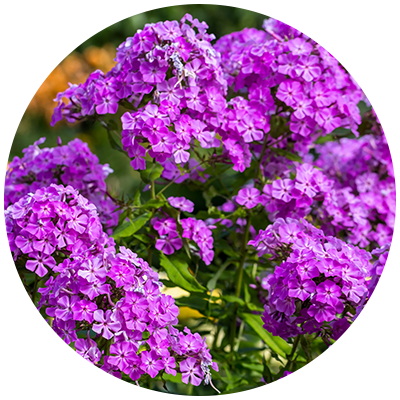 Cut Back Phlox