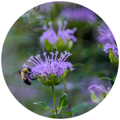 Cut Back Bee Balm