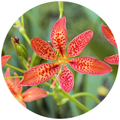 Blackberry Lily