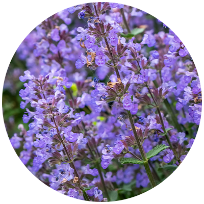 Catmint