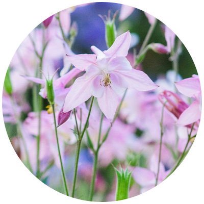 Cut Back Columbine