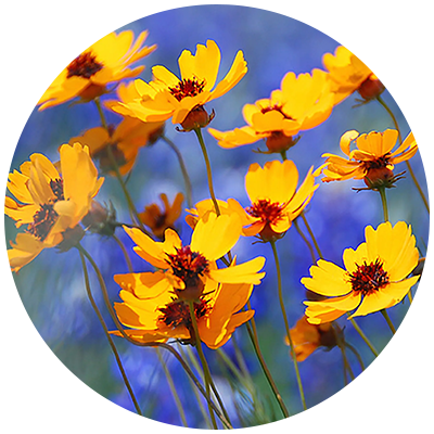 Coreopsis