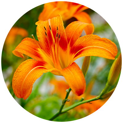 Daylilies Cut Back