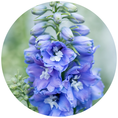 Delphiniums