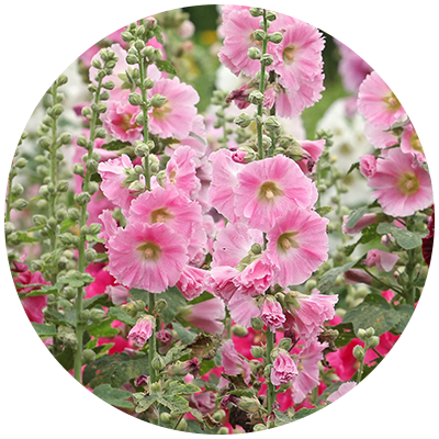 Hollyhocks