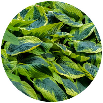 Hosta Cut Back
