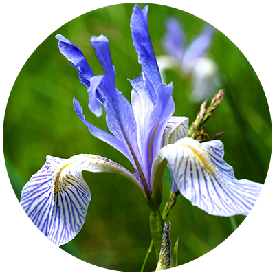 cut Back Iris