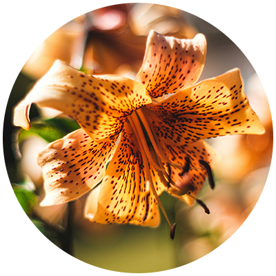 Lilies