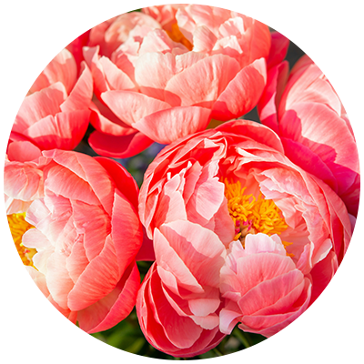 Peonies