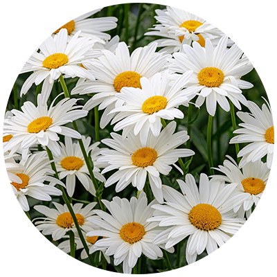 Cut Back Shasta Daisies