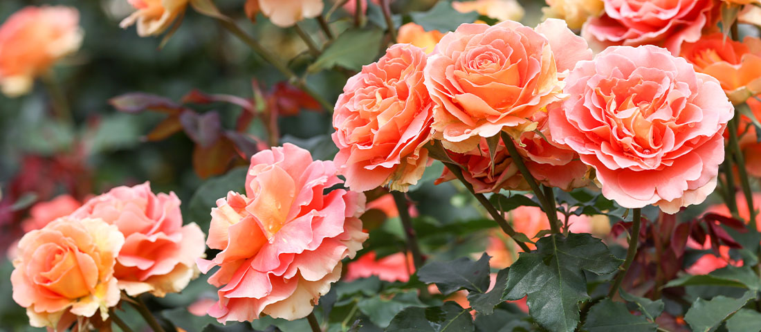 Winterizing Roses