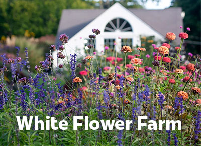 White Flower Farm